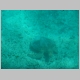 17. een zeeschildpad, gezien vanuit de glass bottom boat.JPG